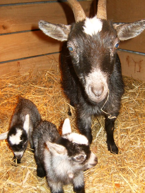 Ebony and her boys