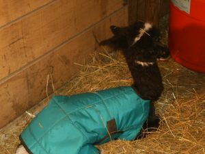 Back in the barn and all tired out