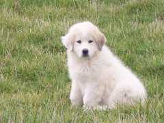 gppuppy