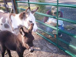 Mommy and Baby meet Momma Donkey and her baby! Mommy and Baby meet Momma Donkey and her baby!